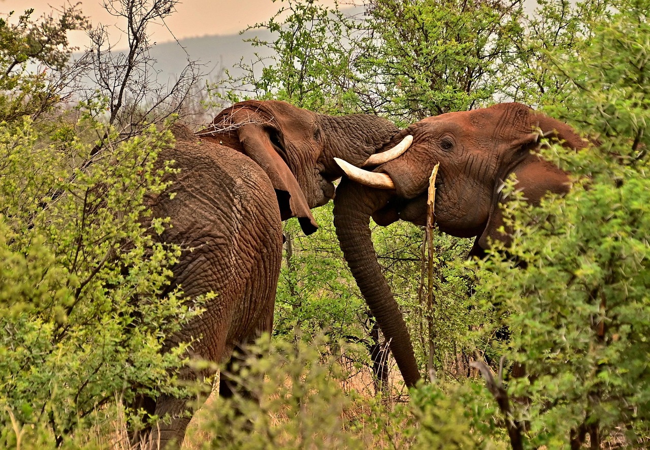 Nairobi National Park